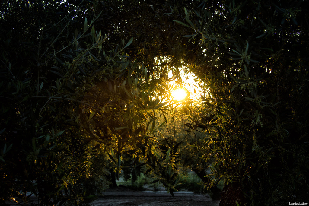 Atardecer entre Olivos